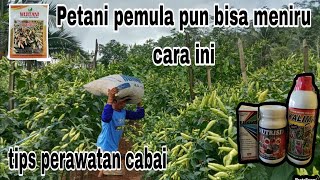 Metode sederhana agar cabe berbuah awet