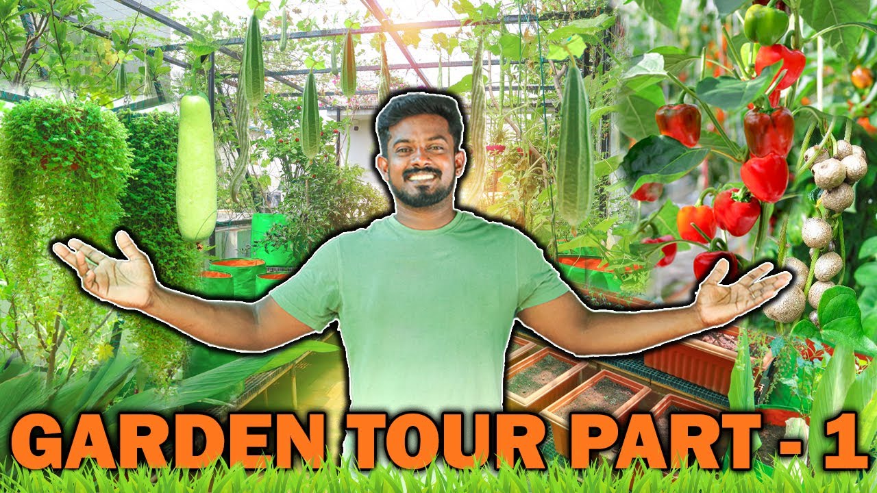 TERRACE GARDEN TOUR PART- 1 | APRIL MONTH UPDATE | கொடி உருளை | பூனைக்கன் பழம் | CAT EYE FRUIT