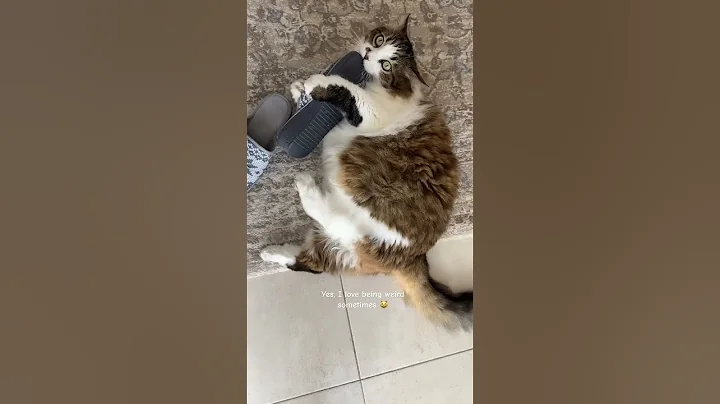 Video 11471811: norwegianforestcat cat, cat pets funnycats, funnycats pets love, cat funny pets love, funny cat hates