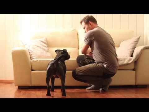 Video: Ta med en hund hjemme fra hytta - hva du kan forvente den første dagen