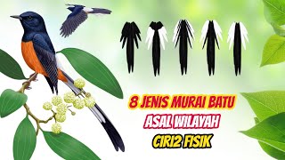 8 Jenis Murai Batu dan Ciri2nya Masing-Masing