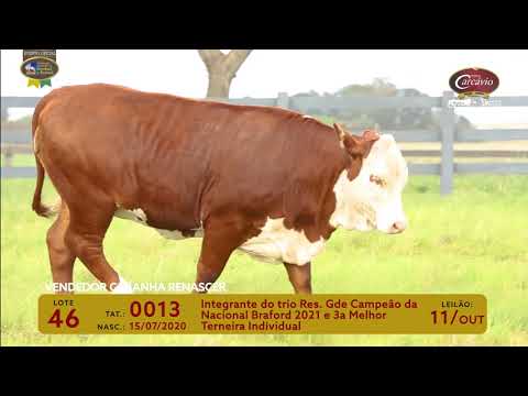 LOTE 46 - TAT 0013