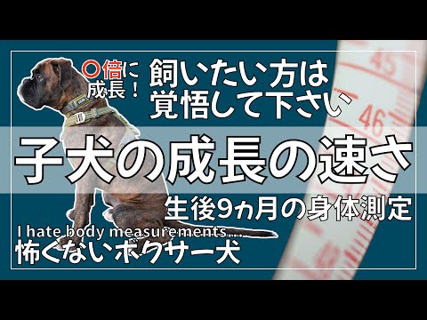 【驚きの成長!】生後9ヵ月になったので身体測定をしてみました【嫌がる顔も可愛い】