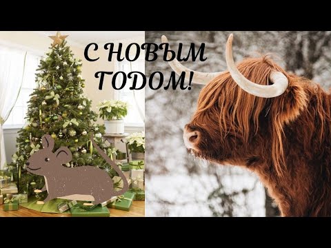 С Наступающим Новым Годом! Елочке Не Холодно Зимой! Смешная Песня! Я Узнала Маленький Секрет!