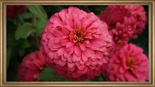 Pink Zinnias 🌸 4 Hour TV Frame Art | Silent Screensaver | No Music, No Sounds screenshot 5