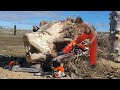 Fastest Big Chainsaw Cutting Tree Machines Skills, Extreme Chainsaw Wood Carving Cutting Woodworking