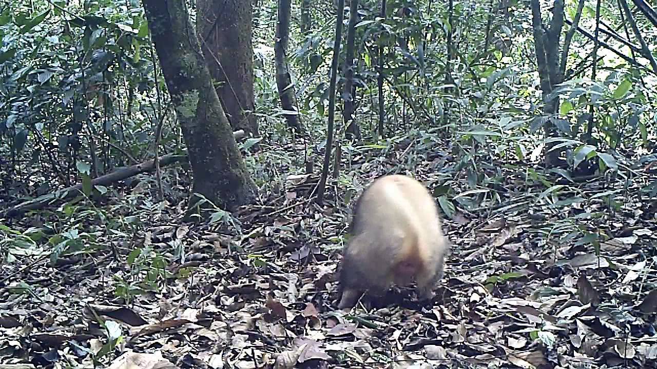 Wildlife Thailand - Hog Badger (Arctonyx collaris)