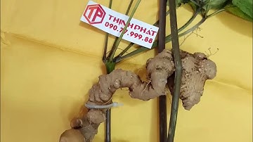 Review sâm ngọc linh rừng củ 2 lạng rưỡi