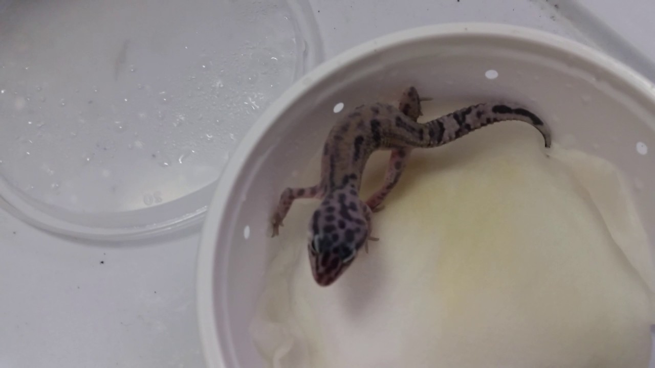 camera iphone 8 plus apk How i clean my gecko's cage(s)