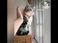 cute cats #cat #cute