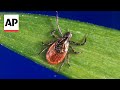 Here&#39;s how to protect yourself this tick season