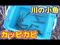 川の小魚をカピカピにして作った料理とは・・