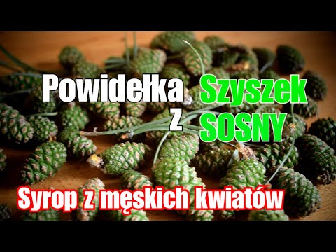 Wideo: Miód Z Szyszek I Pędów Sosny