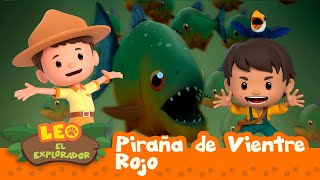 Piraña de Vientre Rojo (Español)   Leo, El Explorador Episodio | Animación  Familia  Niños