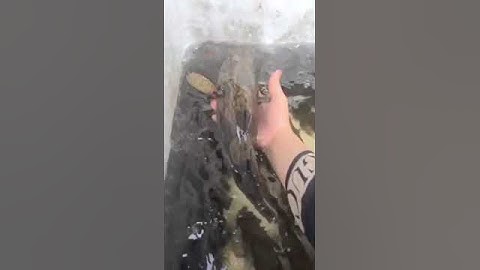 Bống tượng giống nuôi vỗ béo 8-10 tháng bán, cung cấp cá bống tượng giống và thu mua cá bống tượng .