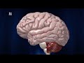 【ダイジェスト版】臨床看護技術シリーズ　第1巻「脳の解剖・生理と脳卒中の病態生理」