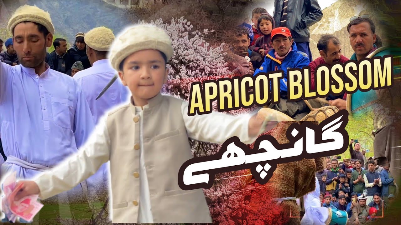 apricot blossom festival 2024 ghanche