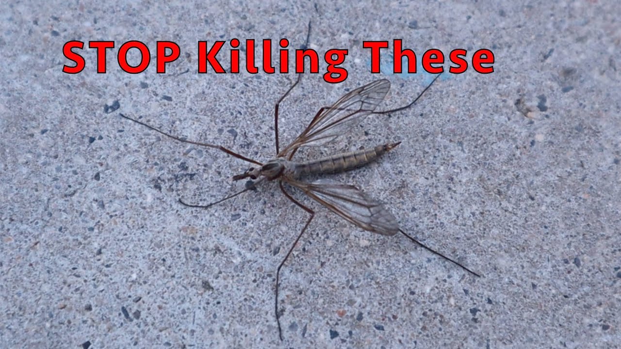 Do Not Kill These! Mosquito Hawks The Alien Bugs!!! YouTube