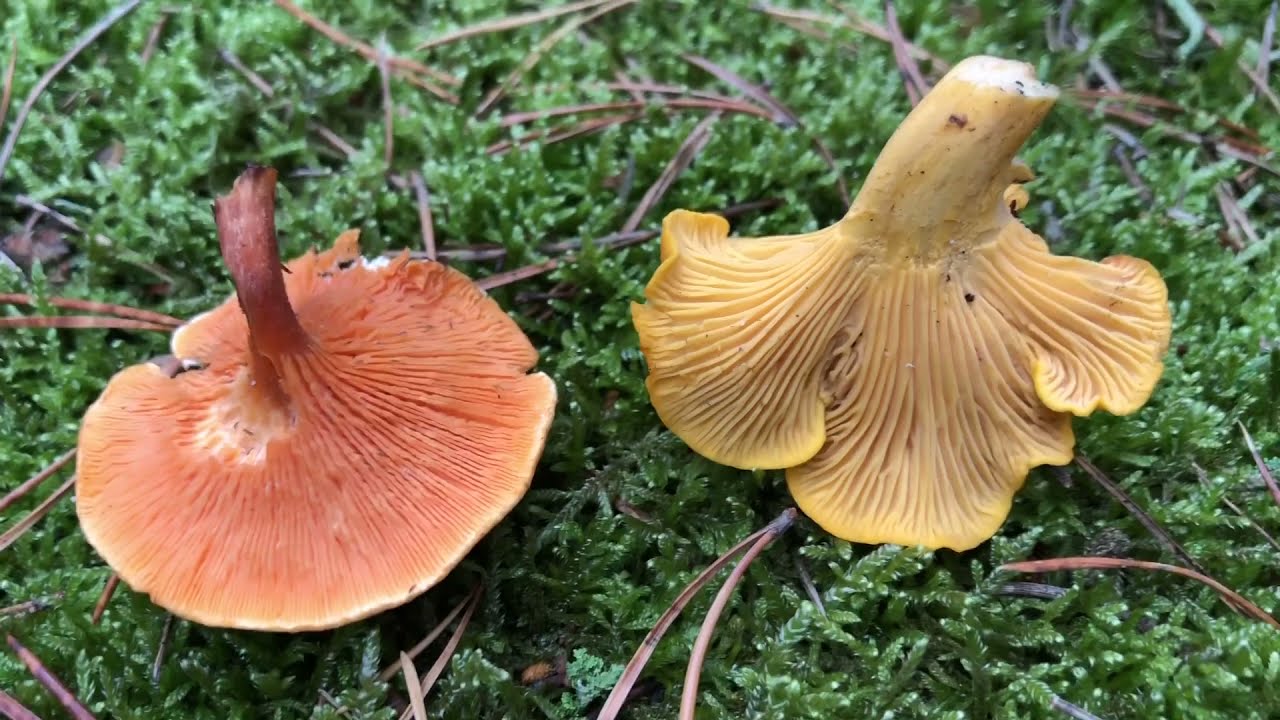 Lisówka pomarańczowa (Hygrophoropsis aurantiaca) a pieprznik jadalny / kurka (Cantharellus cibarius)