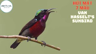 ✅Tiếng chim Hút mật 7 màu ✅Van Hasselt's Sunbird(Leptocoma Brasiliana) ✅นกกินปลีคอสีม่วง