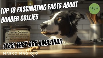 Top 10 Fascinating Facts About Border Collies
