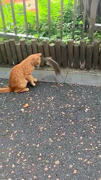 Kucing vs tikus berantem