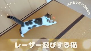 レーザー遊び【長足マンチカン】