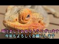 今年もよろしくお願いします【トカゲのてん】