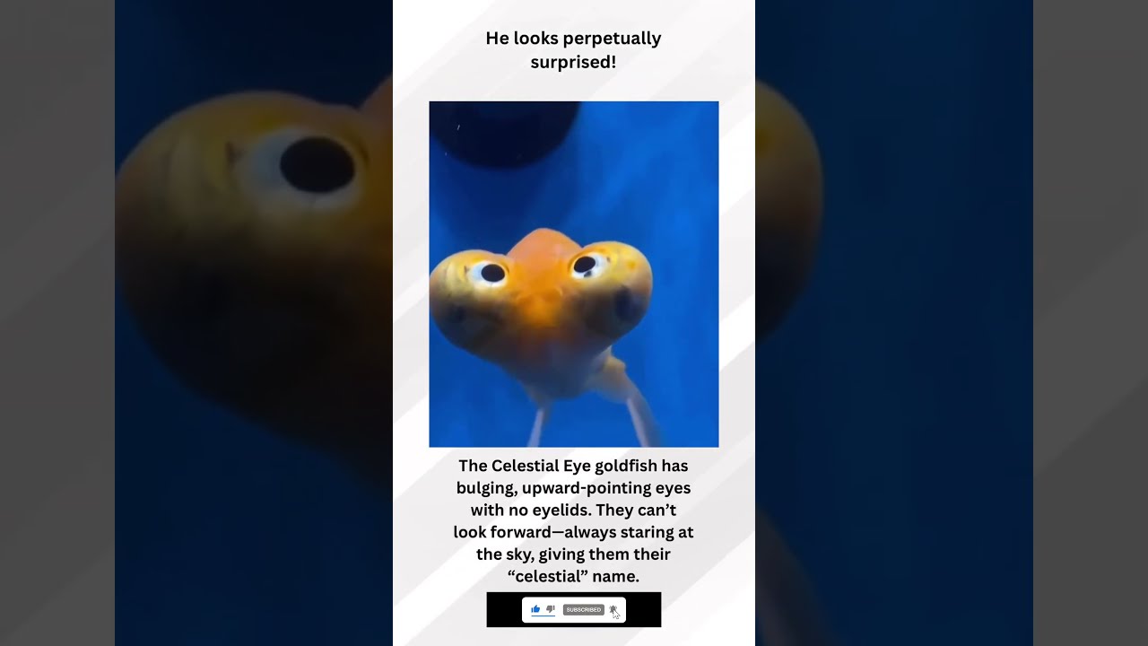 The goofy looking celestial eye Goldfish 