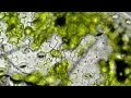 Demonstration of Stomata on a Leaf Peel - MeitY OLabs