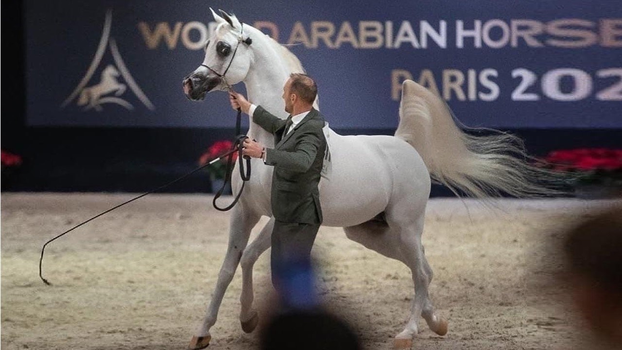 بطل العالم الأسطورة 🏆 إكسكاليبر إي إيه 🏆 ابن شنجهاي إي إيه وحفيد مروان الشقب | EXCALIBUR EA