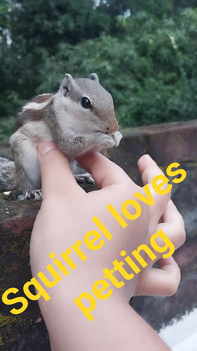 Squirrel let me pet her #squirrel #animals #shortsfeed #shorts #funnyanimals #cute #animallover