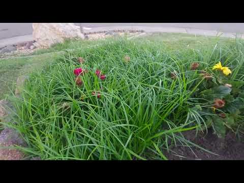 Как и чем убить сорняк? #огород #сорняки #дача #советы