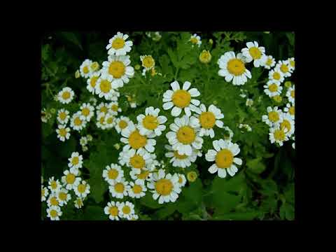 Vidéo: Fleur De Grande Camomille Ardente. La Reproduction