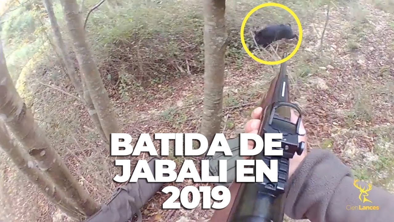 BATIDA DE JABALI 2019 Videos de Caza YouTube