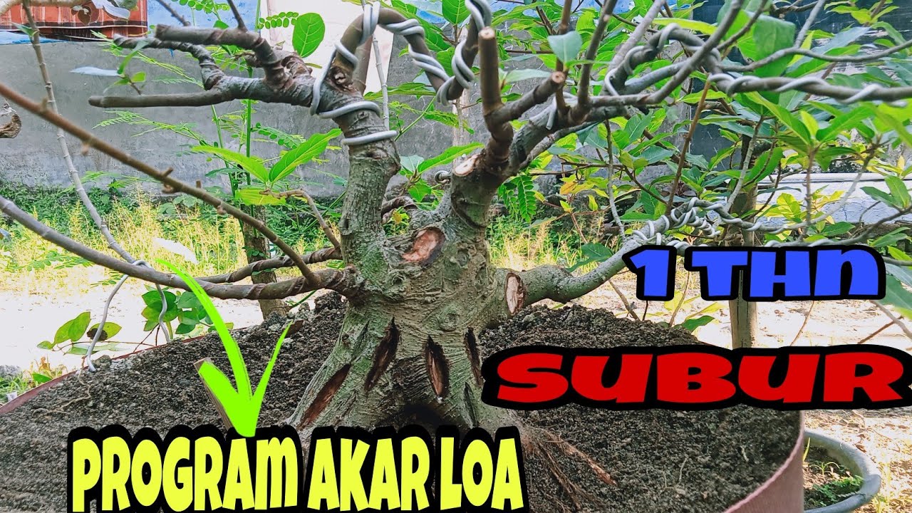 program akar bonsai loa