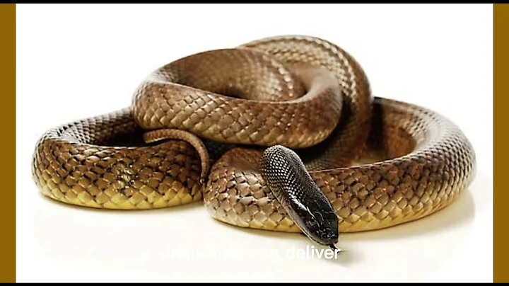 The Most Venomous Snake in the World (P1) - Meet the Inland Taipan