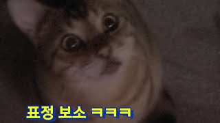 점장 퇴근을 막는 고양이 무리 점장 퇴근을 막는 고양이 무리