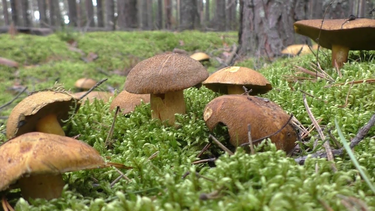 ЭТО ШОК! ГРИБЫ ПОЛЯНАМИ! ТАКОЕ БЫВАЕТ РЕДКО!