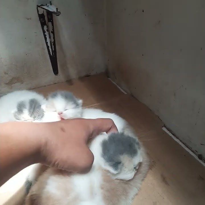 kitten kitten peaknose unyu unyu