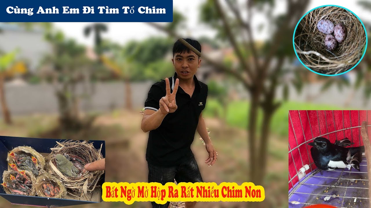 Đi Tìm Tổ Chim Quanh Làng Và Đi Đón Tổ Chim Vành Khuyên Về Nhà // Chiến Ơi