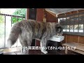 秋田犬（虎毛）こまちちゃんの素敵なおうち（犬小屋）を紹介します！／犬小屋ＤＩＹ