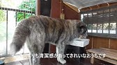 忠犬八公 骗了我们 揭秘真实的秋田犬 Youtube 忠犬八公 骗了我们 揭秘真实的秋田犬 Youtube