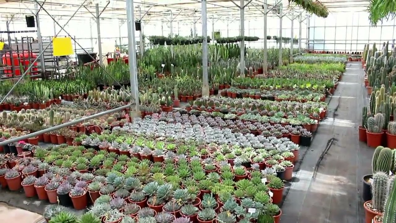 Poulimenos com cacti and succulents Πουλημενος κακτοι και παχυφυτα video 6