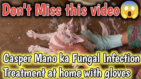 Casper Mano ka Fungal Infection Treatment at home With Gloves 😱Cat fungus infection treatment🔥