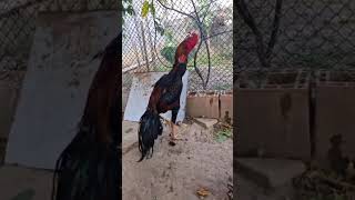 indio puro ,cormandel