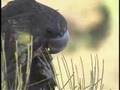 Glossy Black Cockatoo feeding in the wild