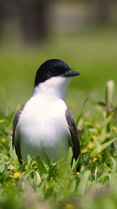 Tijereta (Tyrannus savana)