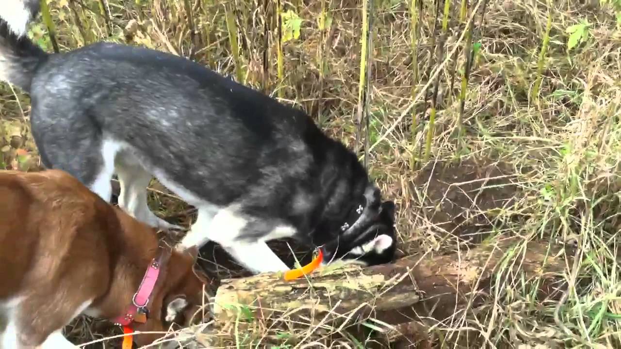 huskies hunting