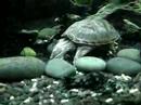 Musk turtle grazing on shrimp pellets (Watch in HQ)